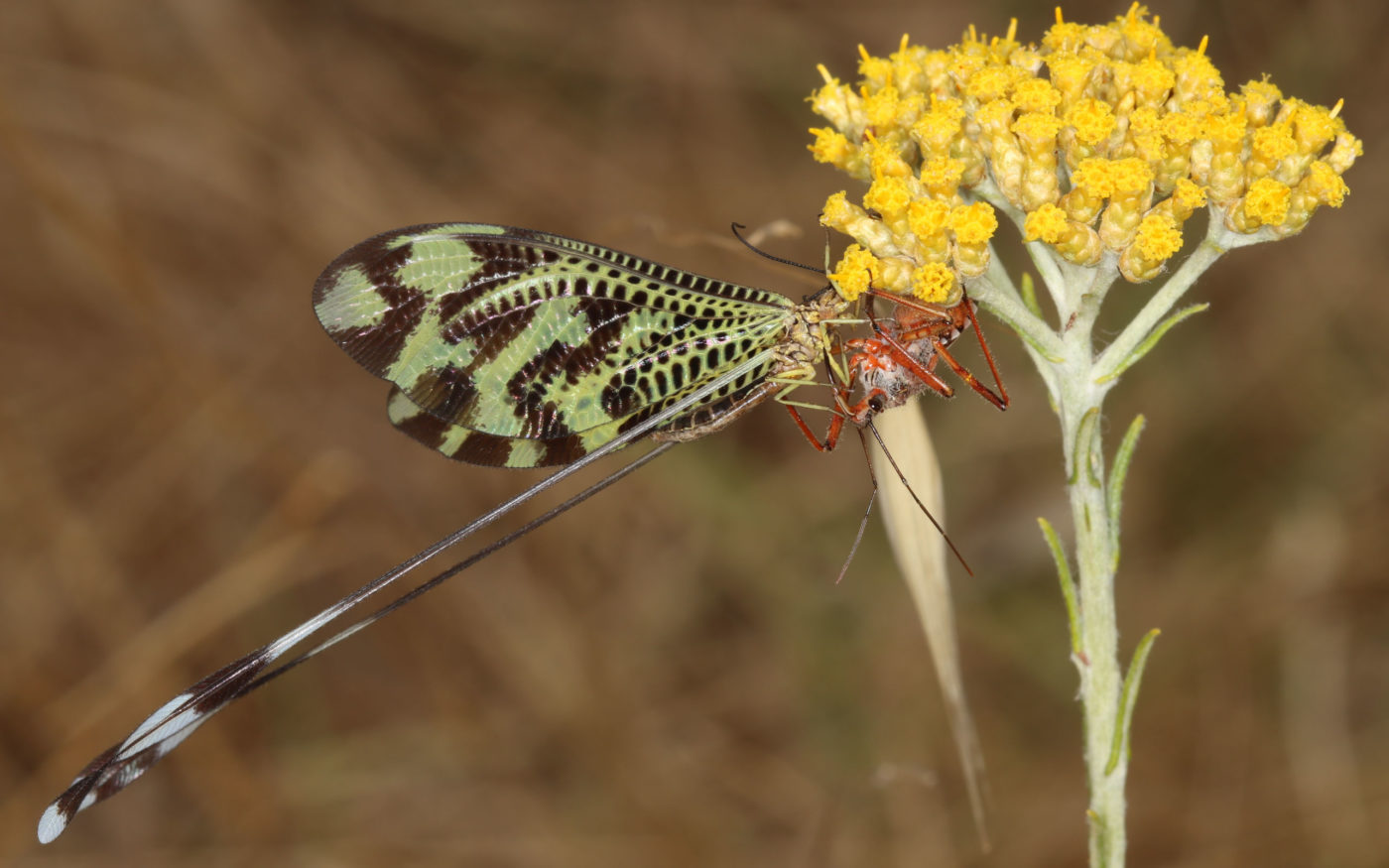 Sinuated Spoonwing, Nemoptera sinuata, and Rhinocoris iracundus on a plant with small yellow flowers
